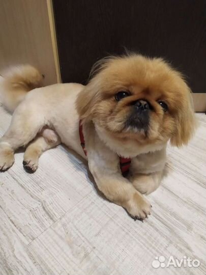 Вязка пекинеса