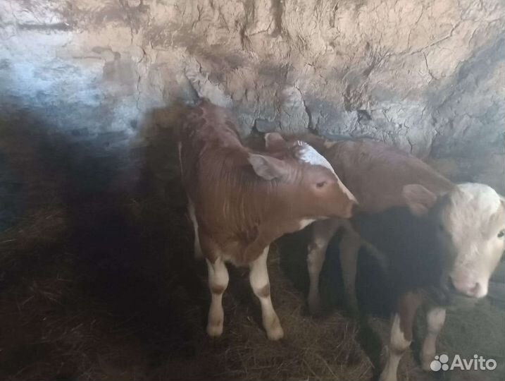 Бык лимузины