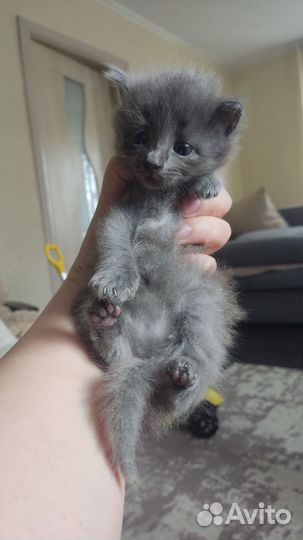 Котята