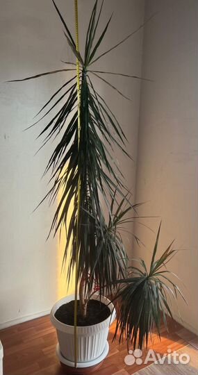Продам пальму драцена