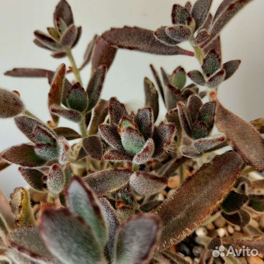 Суккуленты Каланхое, Седум