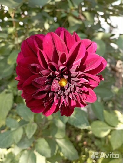 Георгины клубни