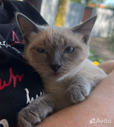 Тася в добрые руки