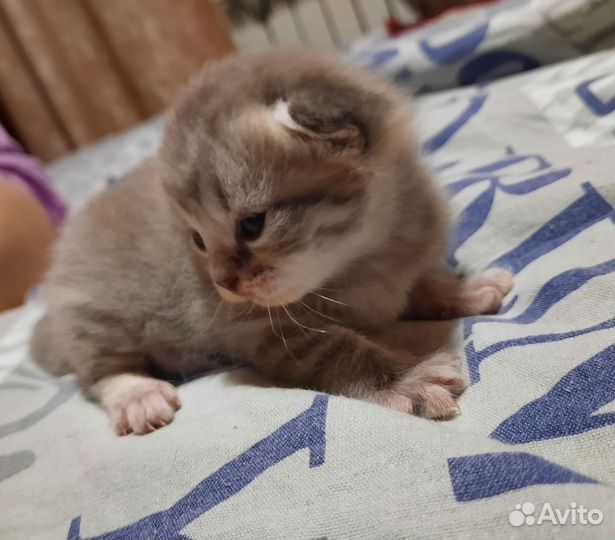 Шотландские котята