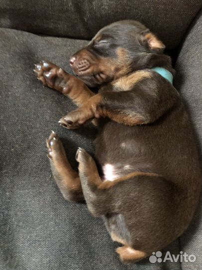 Собаки щенки Добермана