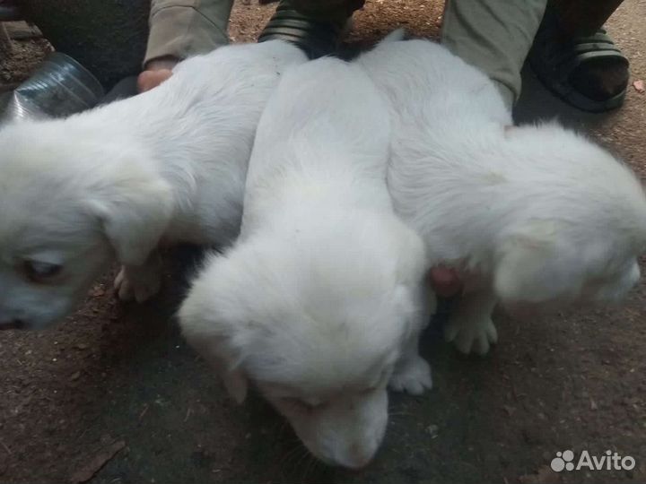 Щенки в дар