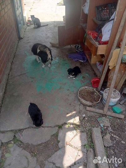 Собака в добрые руки отдам бесплатно