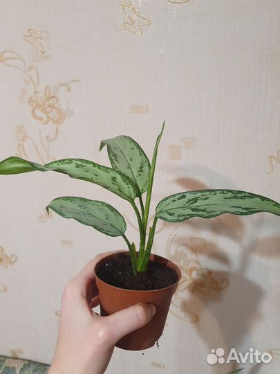 Аглаонема