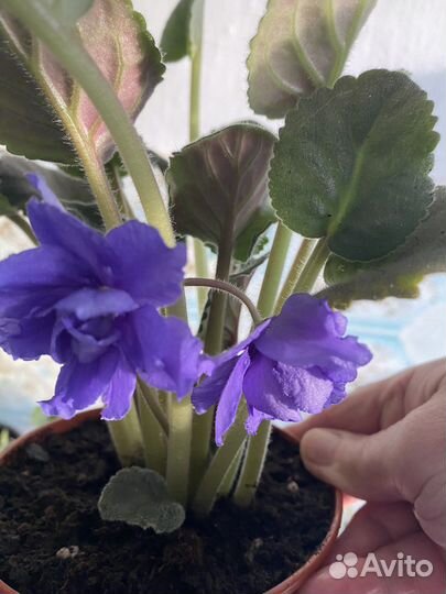 Фиалка, драцена