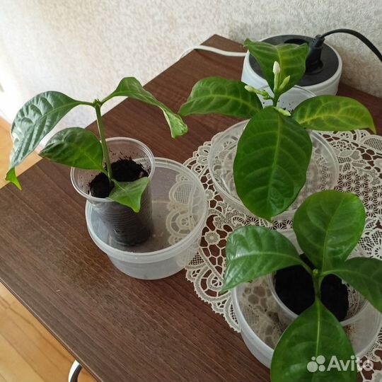 Табернемонтана