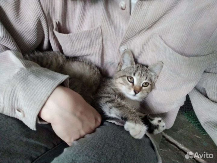 Отдам в добрые руки(девочка)