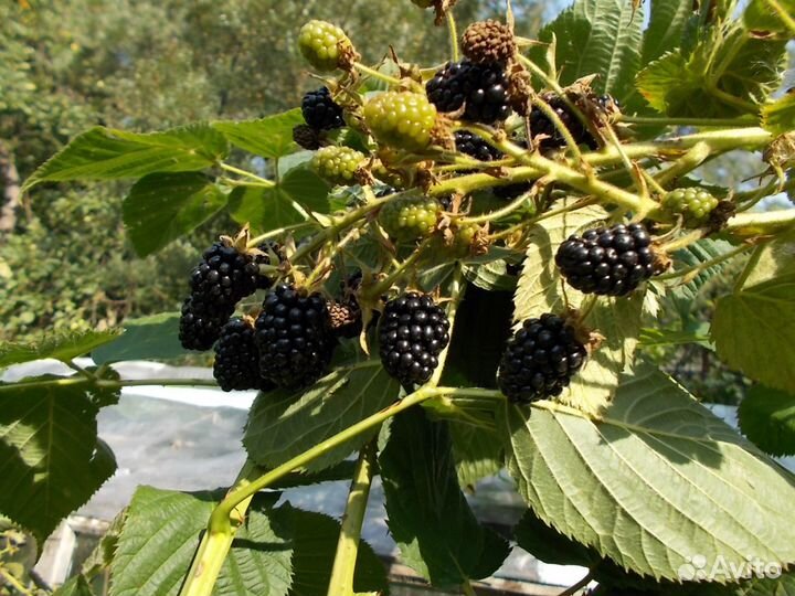 Ежевика, малина, жимолость саженцы для посадки