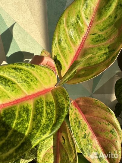 Аглаонема jackpot джекпот