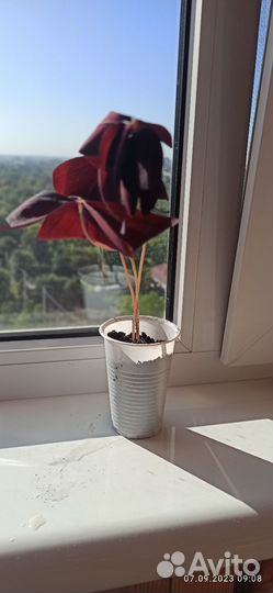 Декабрист, Кислица, колизия