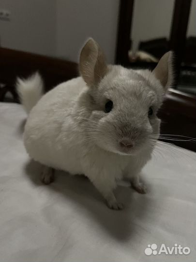 Шиншилла пара