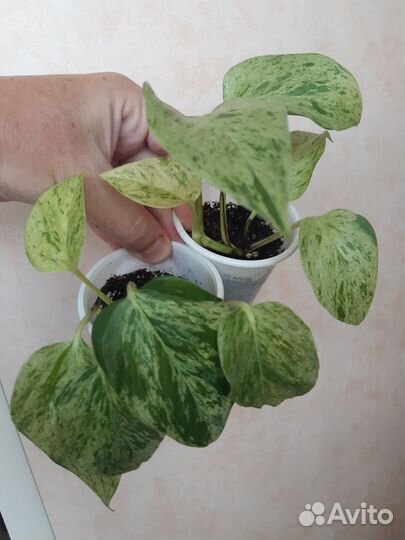 Комнатные растения