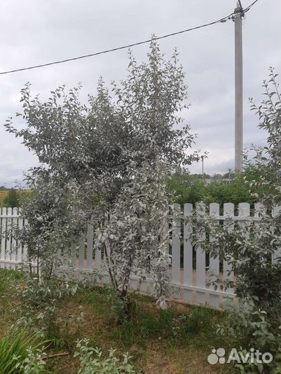 Лох серебристый