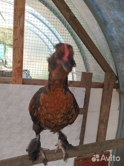 Петушки домашние