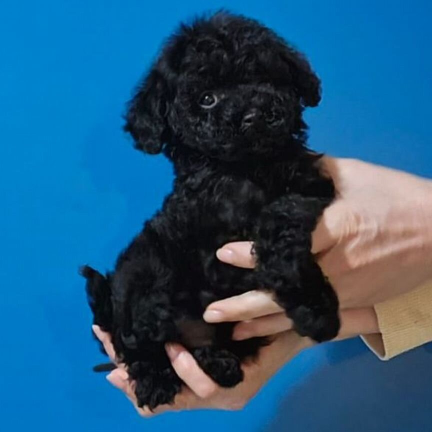 Maltipoo F1 чёрный мини мальчик