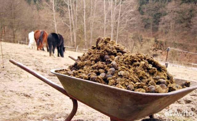 Конский навоз и компост