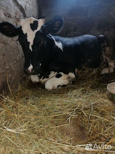 Тёлки высокоудойная порода голфчина