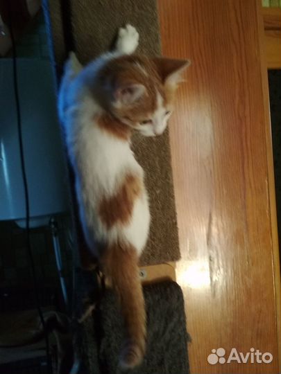 Котята ищут себе семью