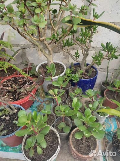 Крассула эониум аихризон