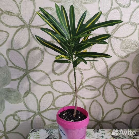 Кротон пестролистный Санни стар