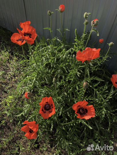 Мак красный
