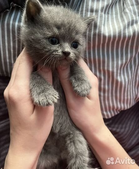 Шотландские котята