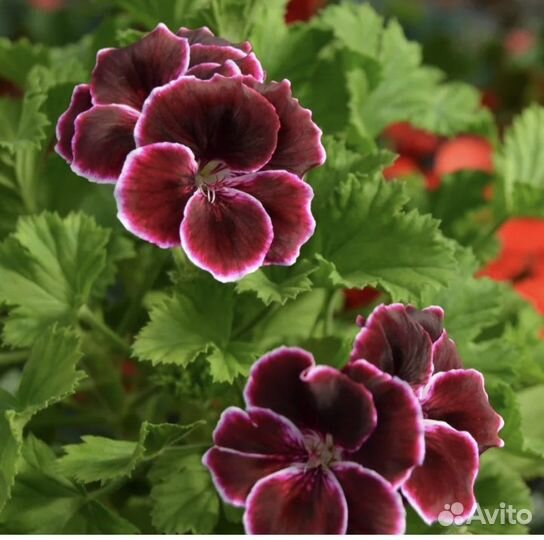 Пеларгония герань