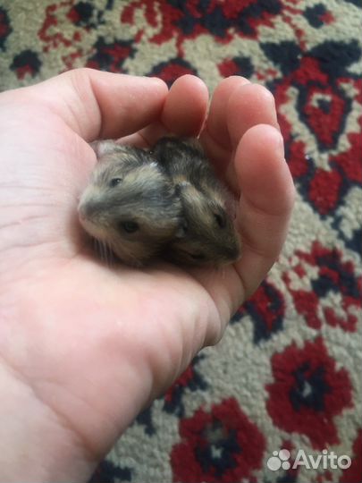 Джунгарский хомяк