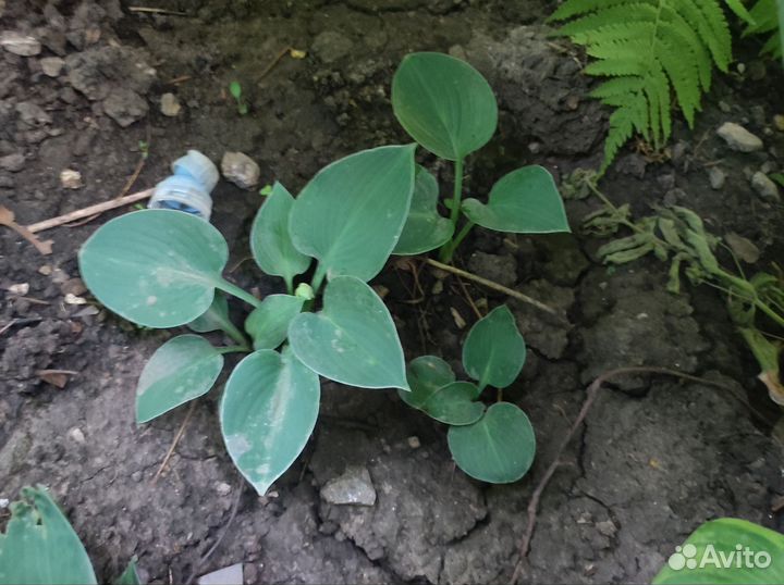 Куст Хосты из серии Мини