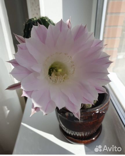 Кактусы и суккуленты