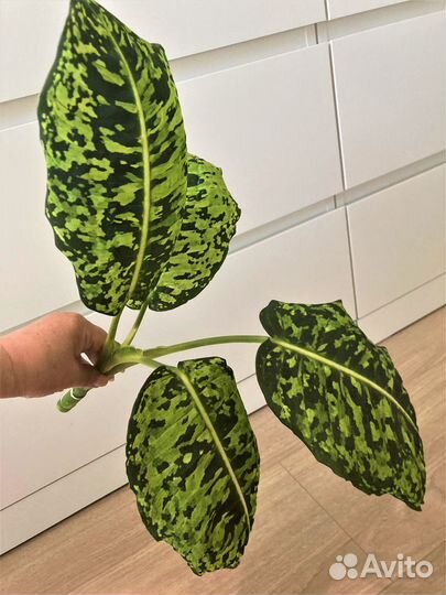 Диффенбахия Рефлектор