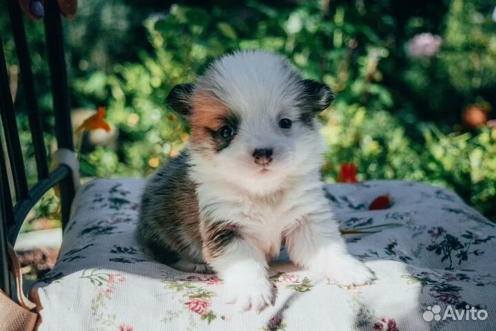 Девочка пемброк