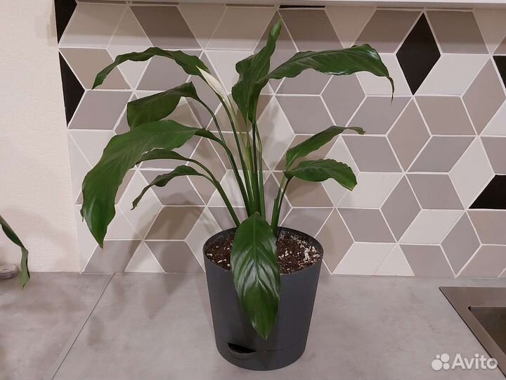 Спатифиллум женское счастье