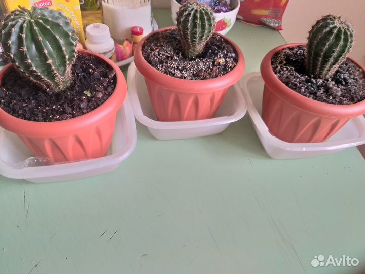 Кактусы и суккуленты