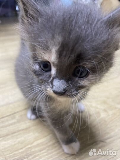 Рыжий котенок мальчик