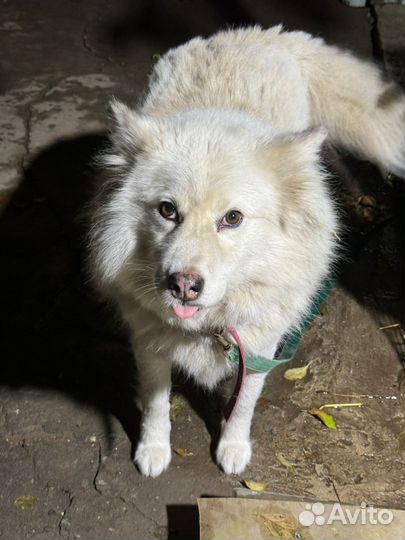 Отдаю собаку в добрые руки