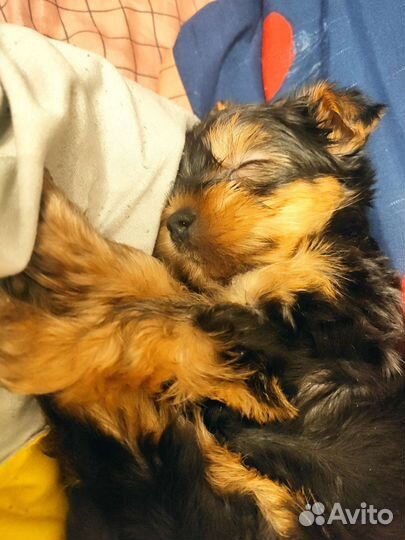 Йоркширский терьер мини беби фейс