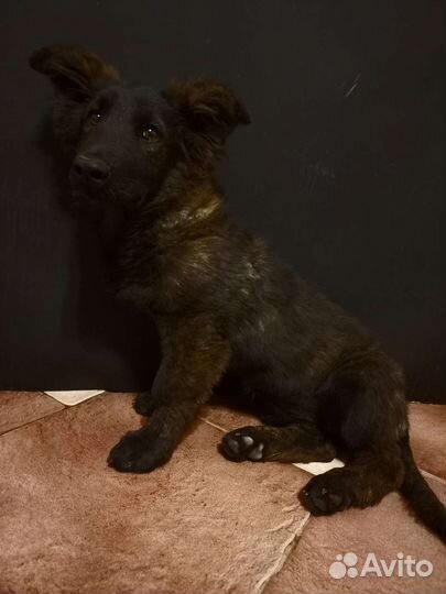 Коротколапик в дар