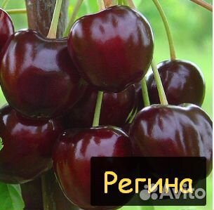 Саженцы черешни 2-летка