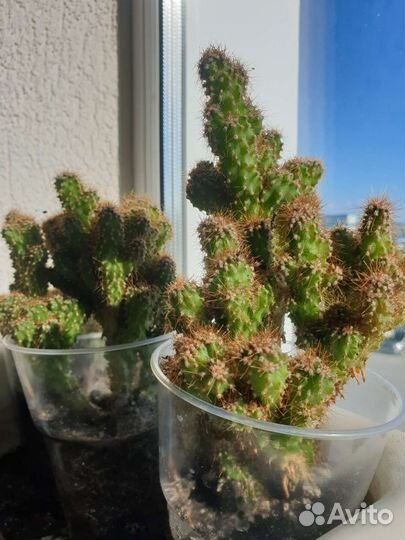 Кактусы и суккуленты