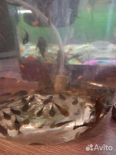 Сомики анциструсы