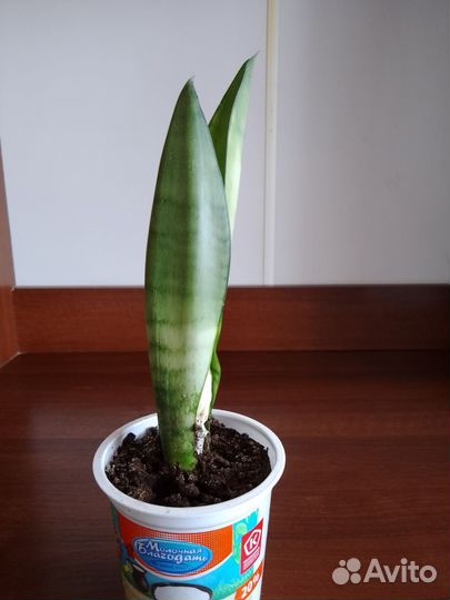 Сансевиерия