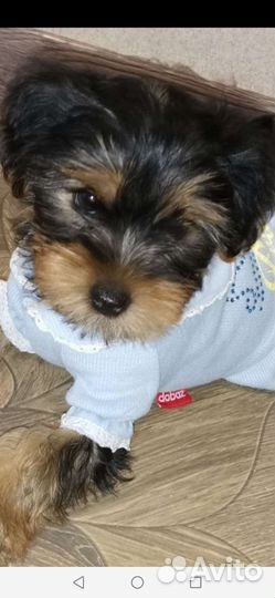 Йоркширский терьер щенки