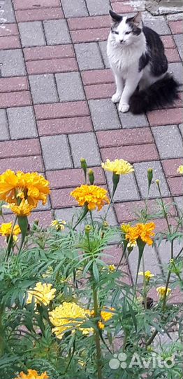 Котик бесплатно