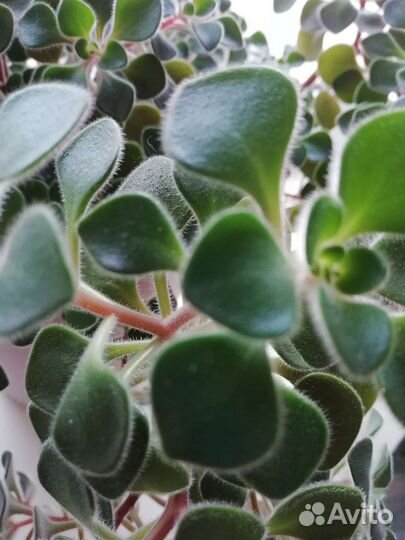 Аихризон дерево любви