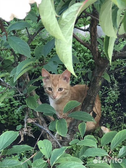 Котенок в добрые руки бесплатно